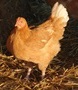 Bauerngockel Bauerngockel